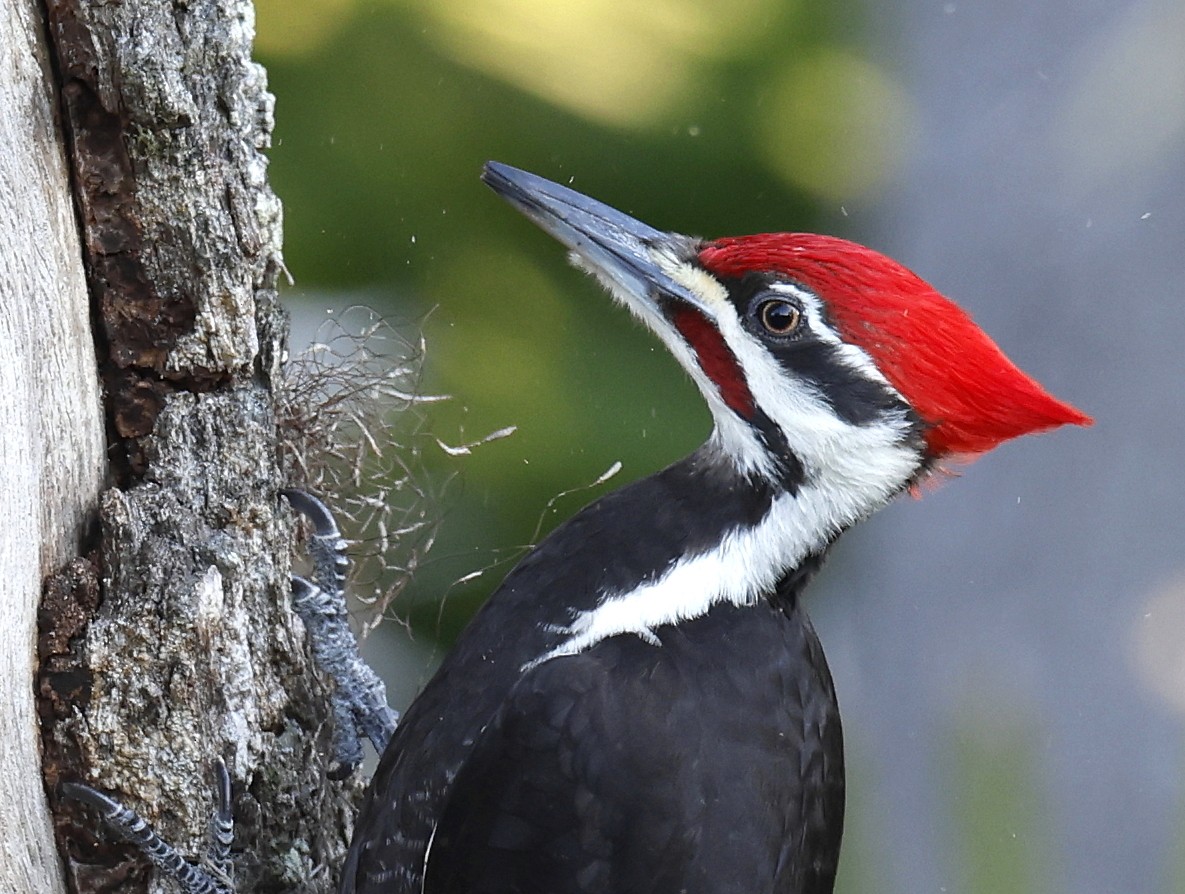 Pileated Woodpecker - Hal and Kirsten Snyder