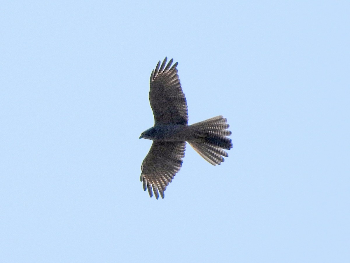 Brown Goshawk - Jax Chen