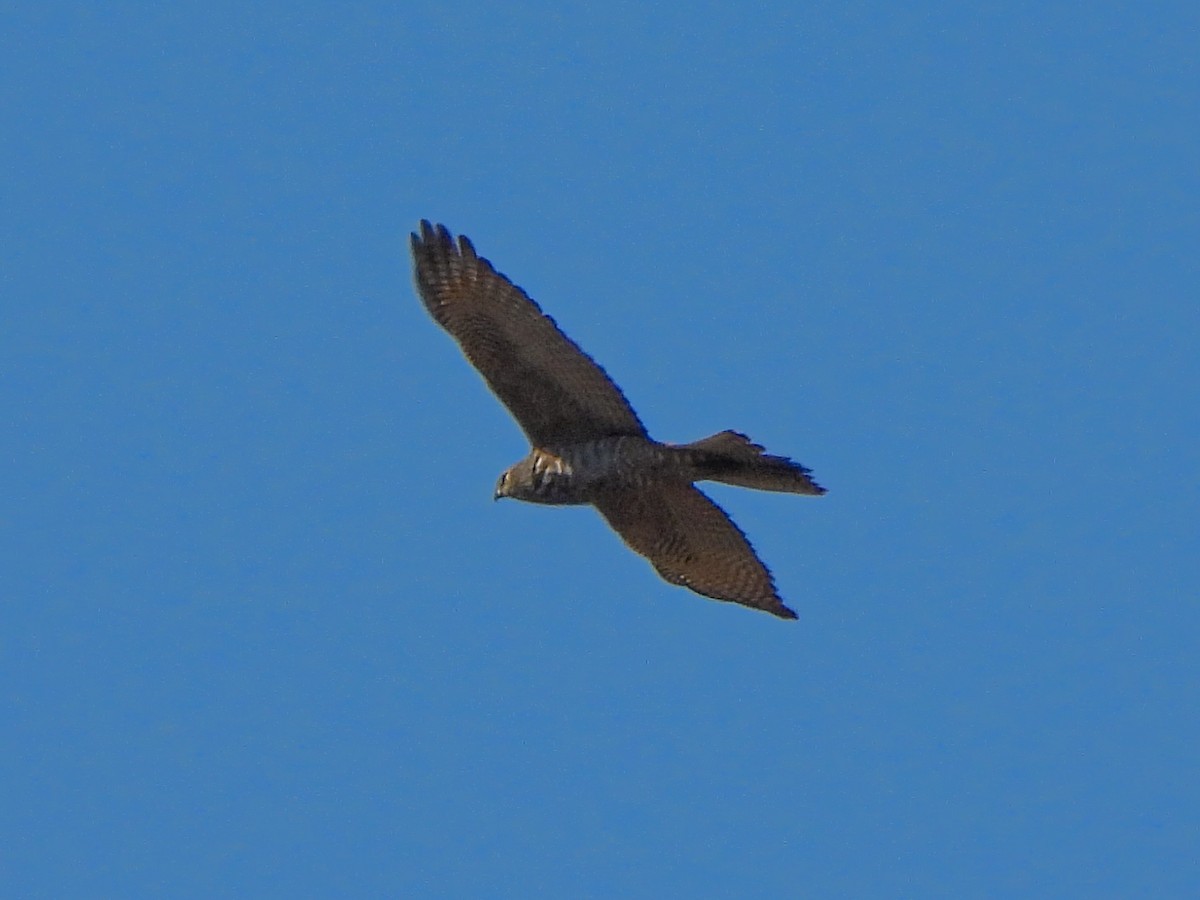 Brown Goshawk - Jax Chen