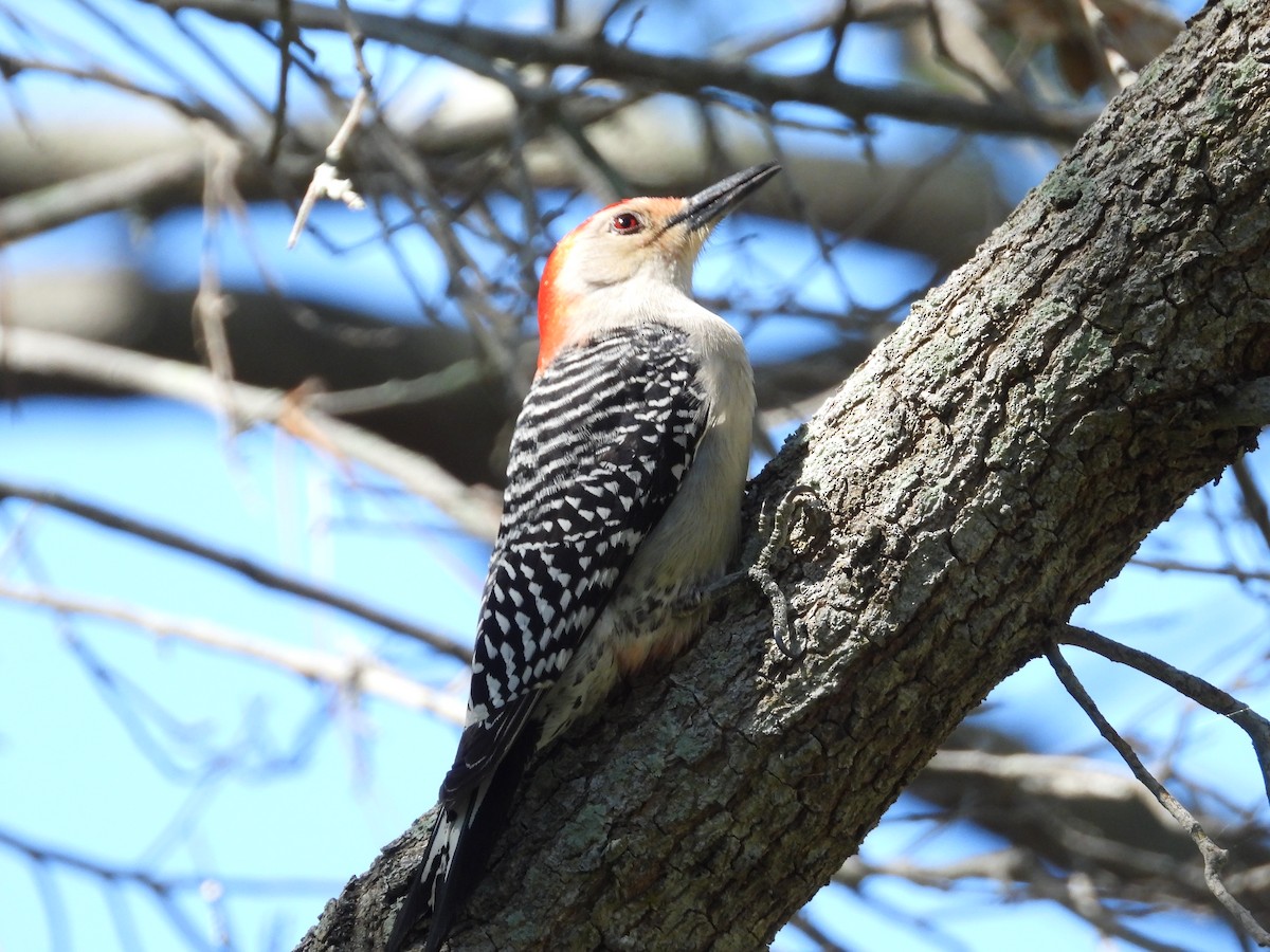 Red-bellied Woodpecker - William Cormack