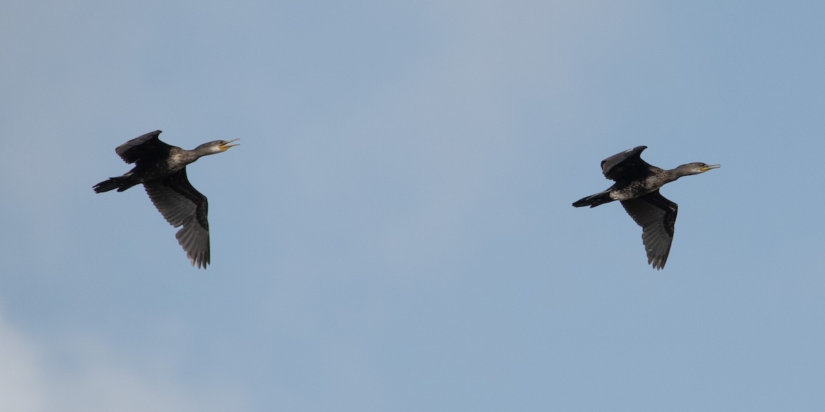 Cormoran à cou brun - ML616641090