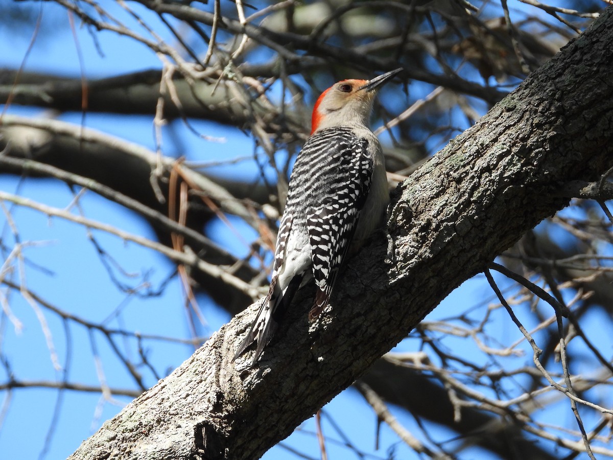 Red-bellied Woodpecker - William Cormack