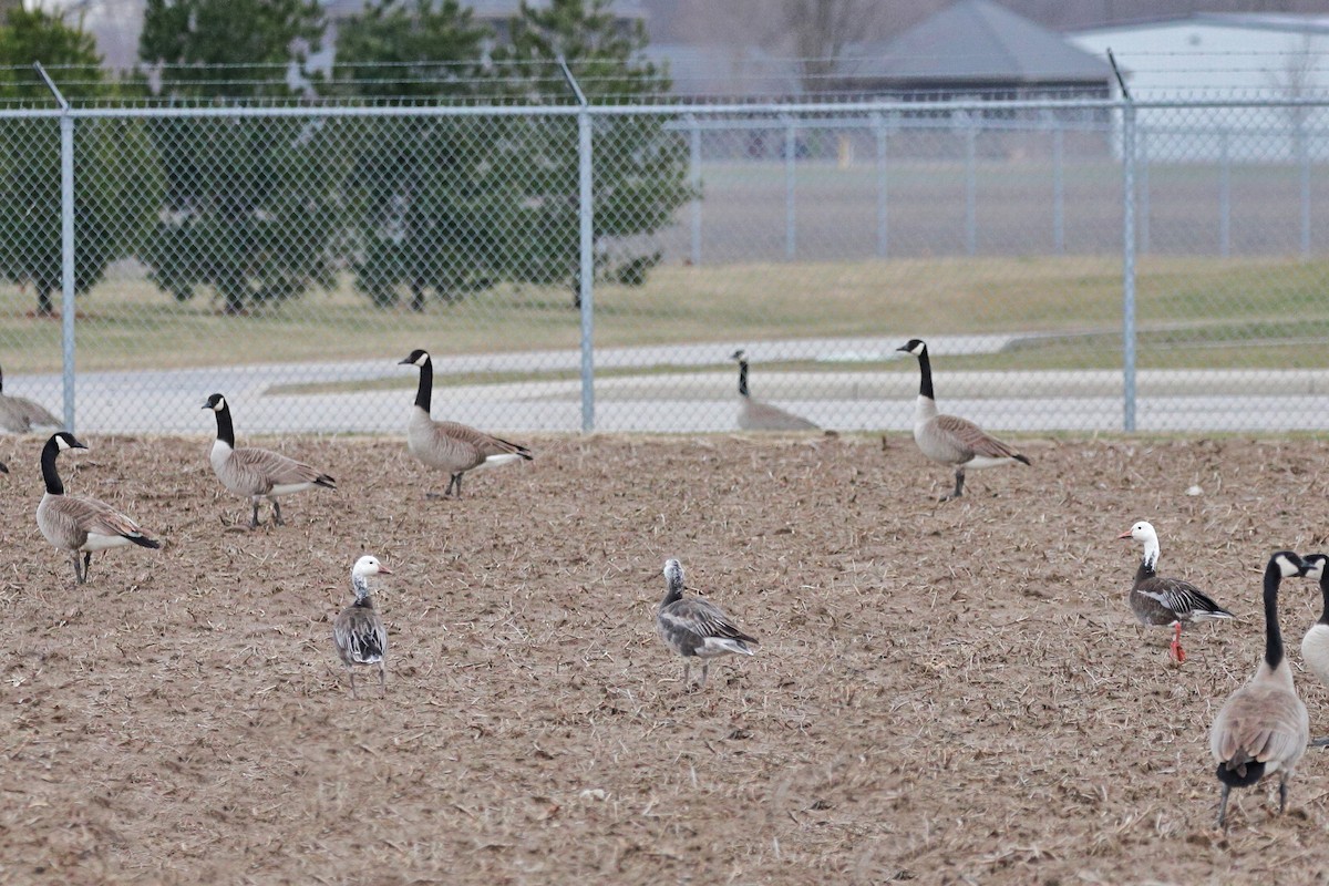 Snow Goose - ML616641120