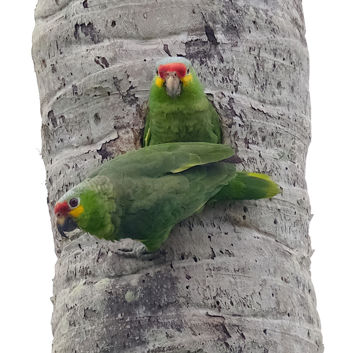 Red-lored Amazon - ML616641124