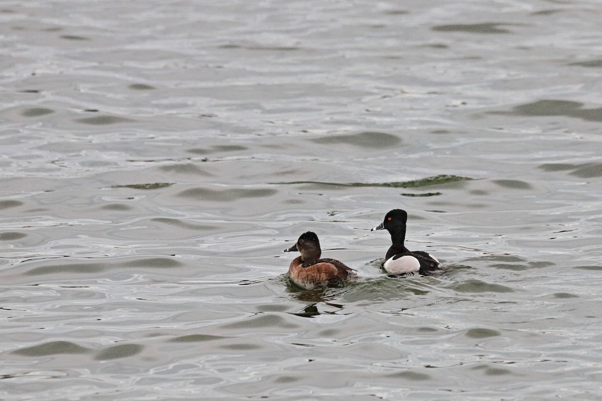 Ring-necked Duck - Joe DeJong