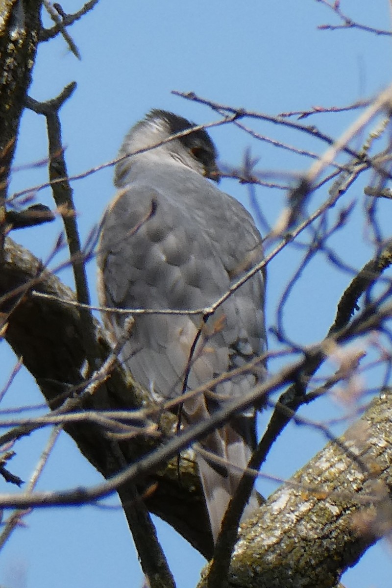 Cooper's Hawk - ML616641246