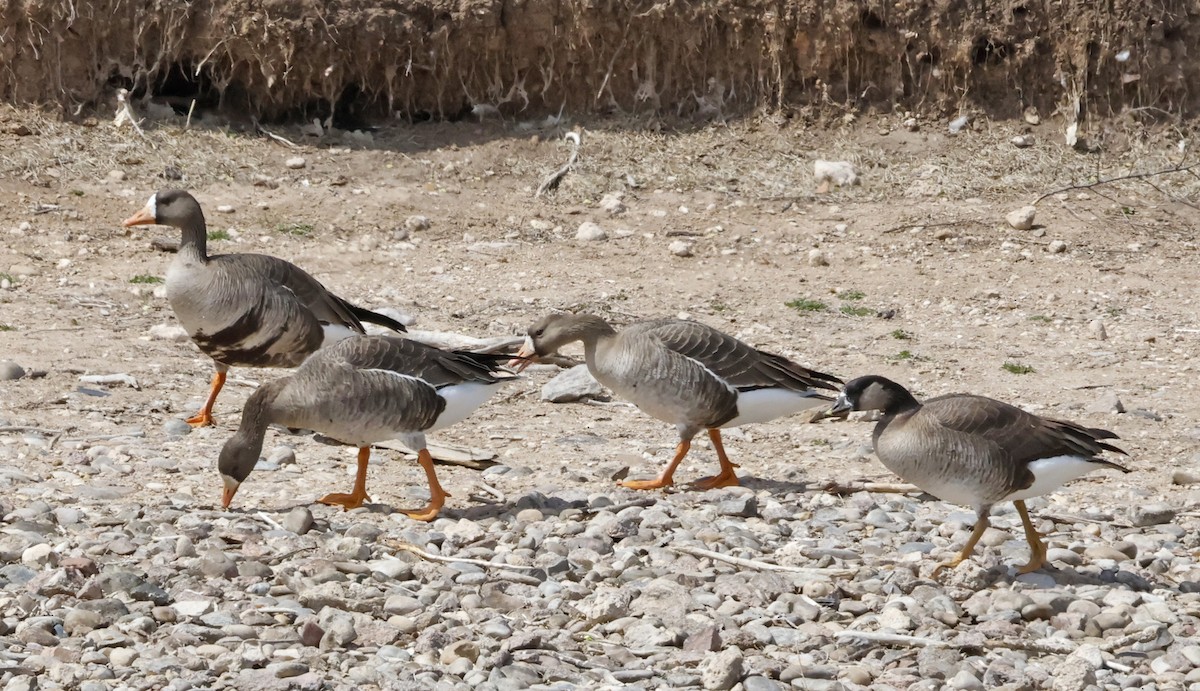 Greater White-fronted Goose - ML616641257