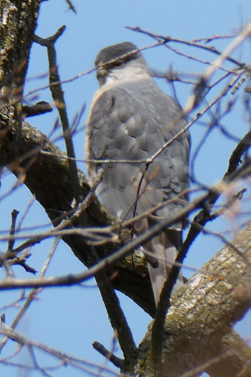 Cooper's Hawk - ML616641258