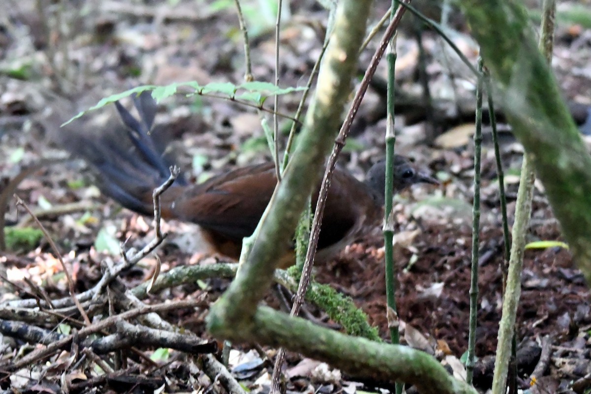 Albert's Lyrebird - ML616641263