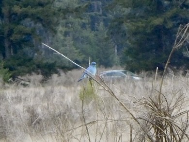 Mountain Bluebird - ML616641277