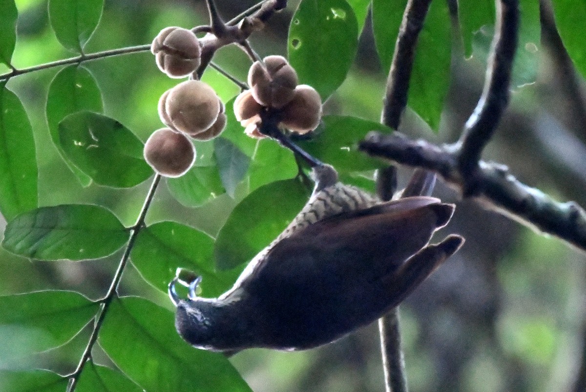 Paradise Riflebird - ML616641291