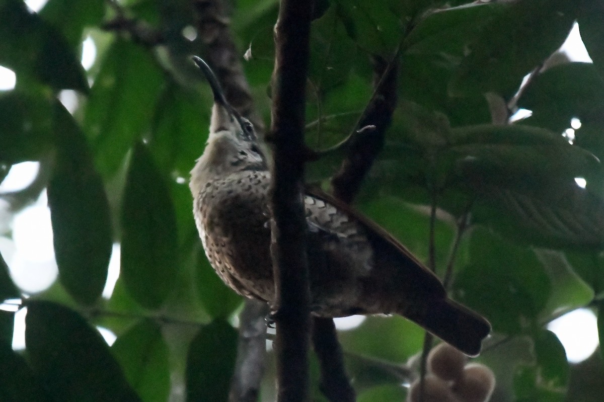 Paradise Riflebird - ML616641293