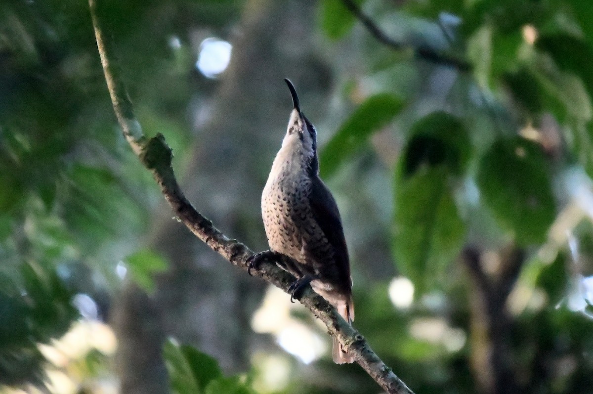 Paradise Riflebird - ML616641294