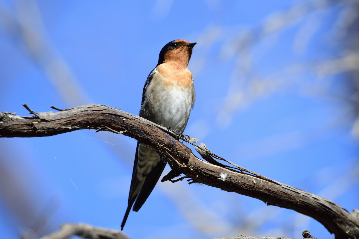 Welcome Swallow - Ken Crawley