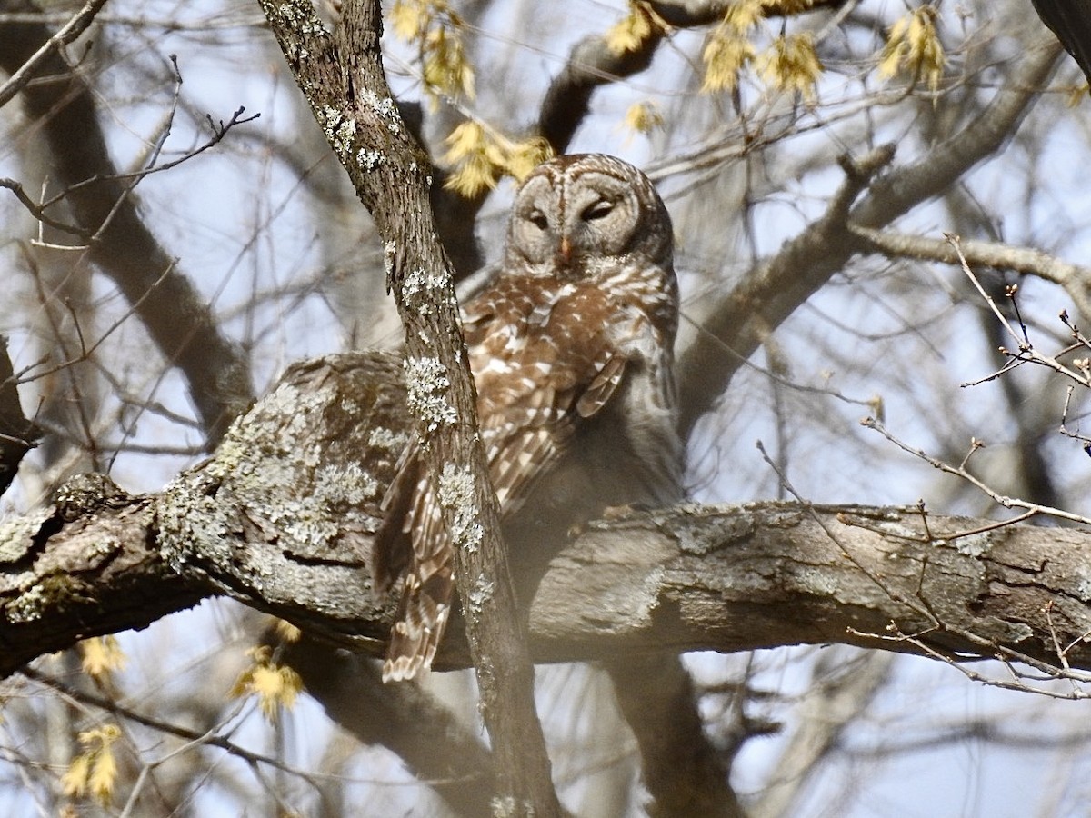 puštík proužkovaný - ML616641409