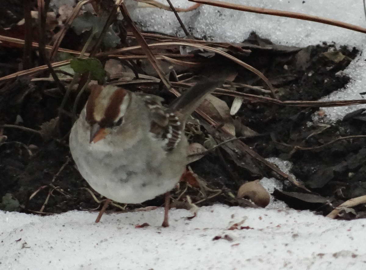 White-crowned Sparrow - ML616641429