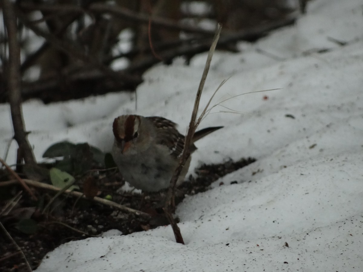 White-crowned Sparrow - ML616641430