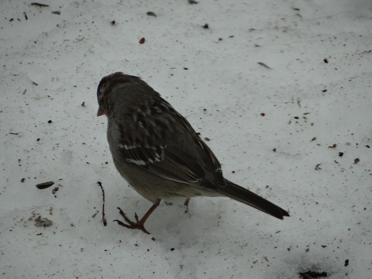 White-crowned Sparrow - ML616641431