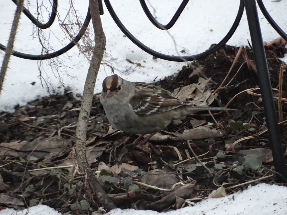 White-crowned Sparrow - ML616641434