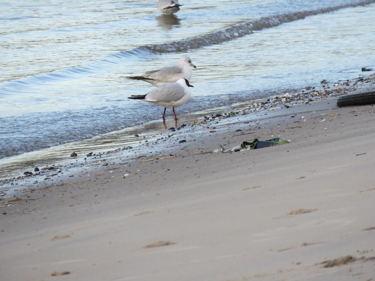 Black-headed Gull - Tom Preston