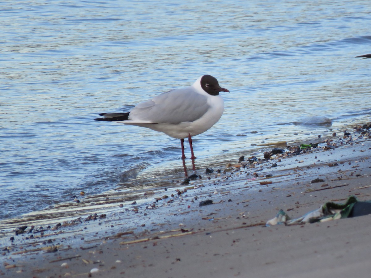 Black-headed Gull - ML616641478