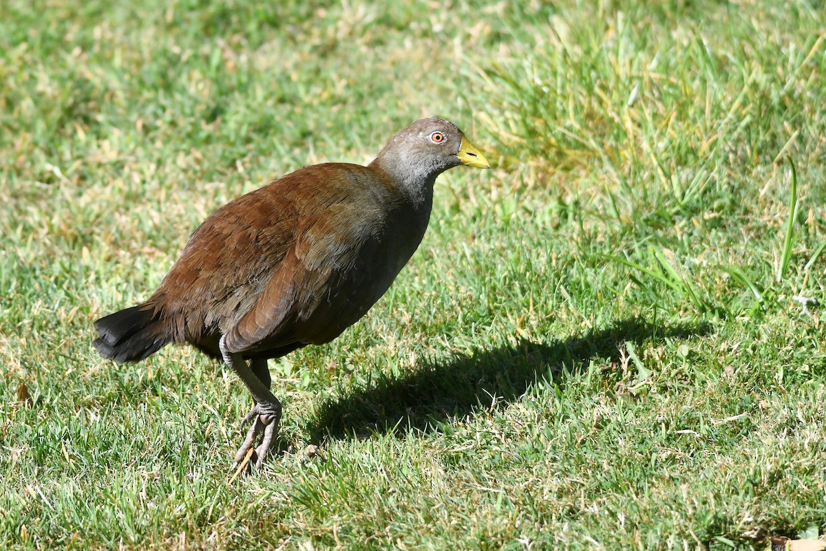 Tasmanian Nativehen - Isabel Apkarian