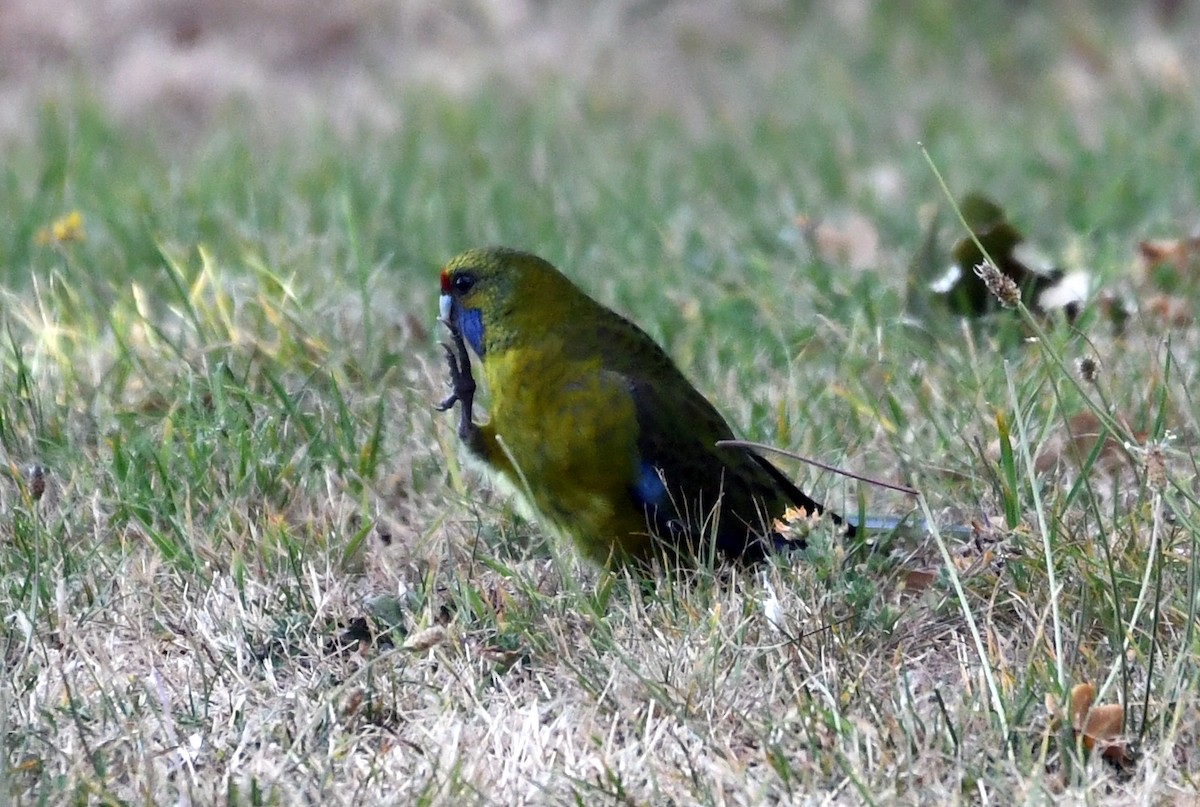 Green Rosella - Isabel Apkarian