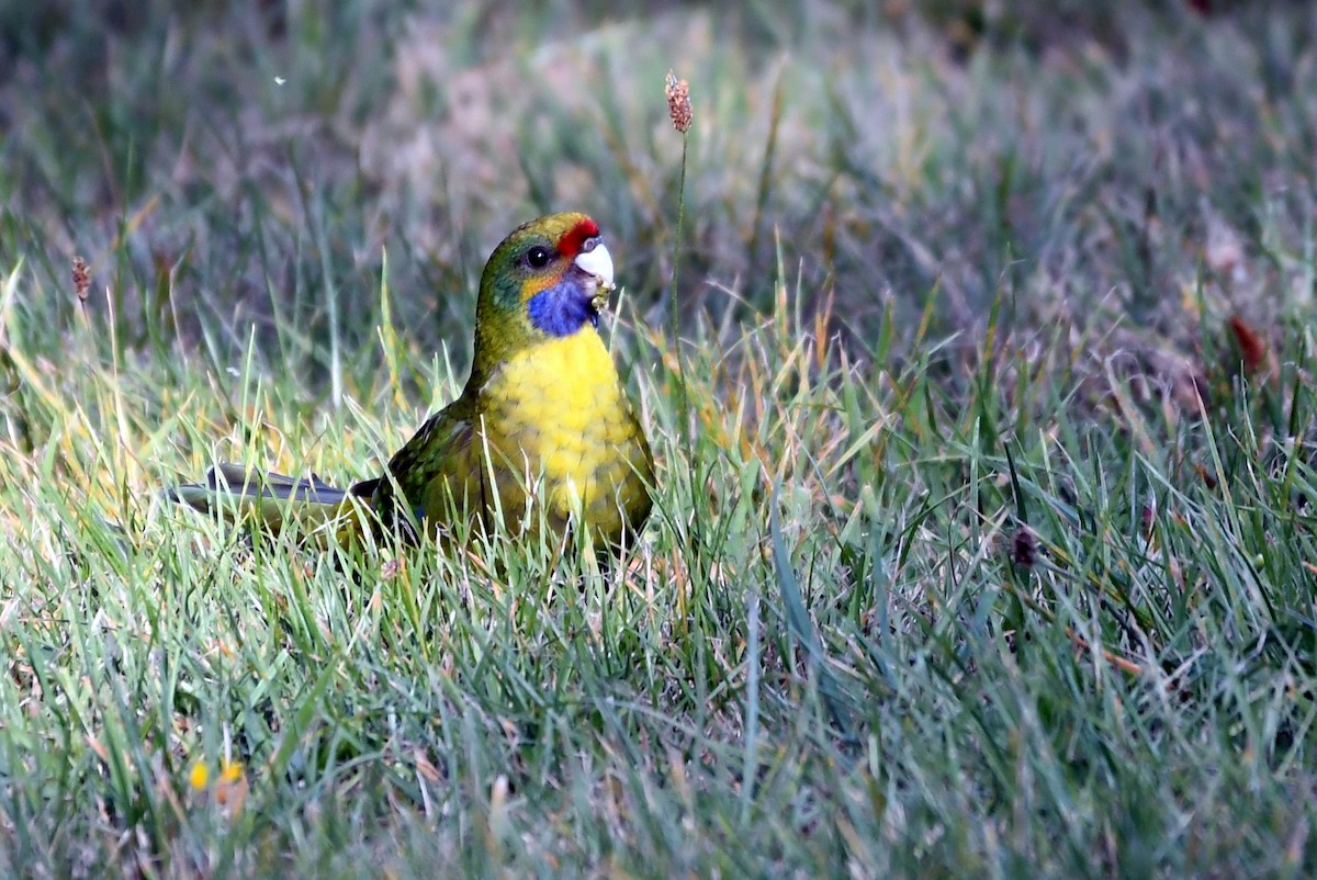 Green Rosella - Isabel Apkarian