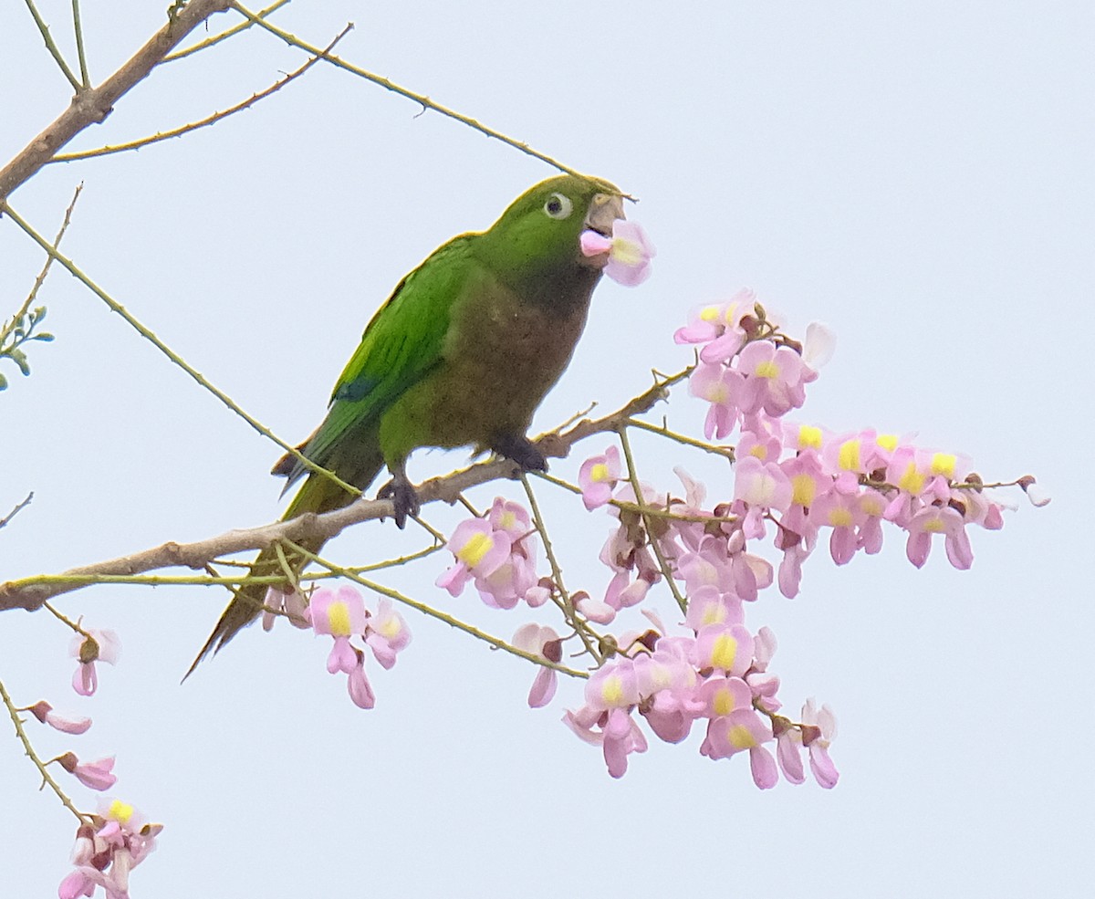 Olive-throated Parakeet - ML616641545