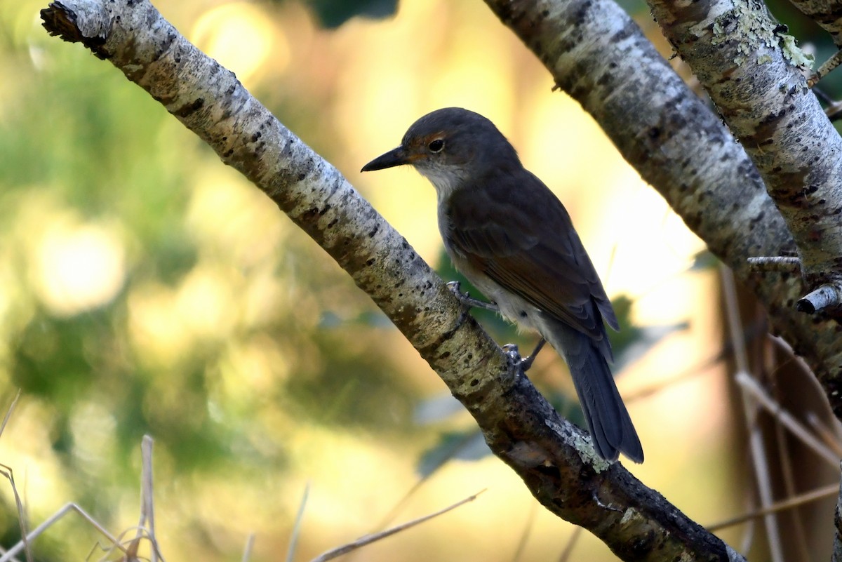 Gray Shrikethrush - ML616641551