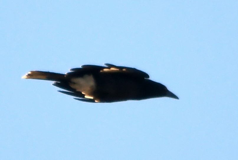 Gray Currawong - Isabel Apkarian