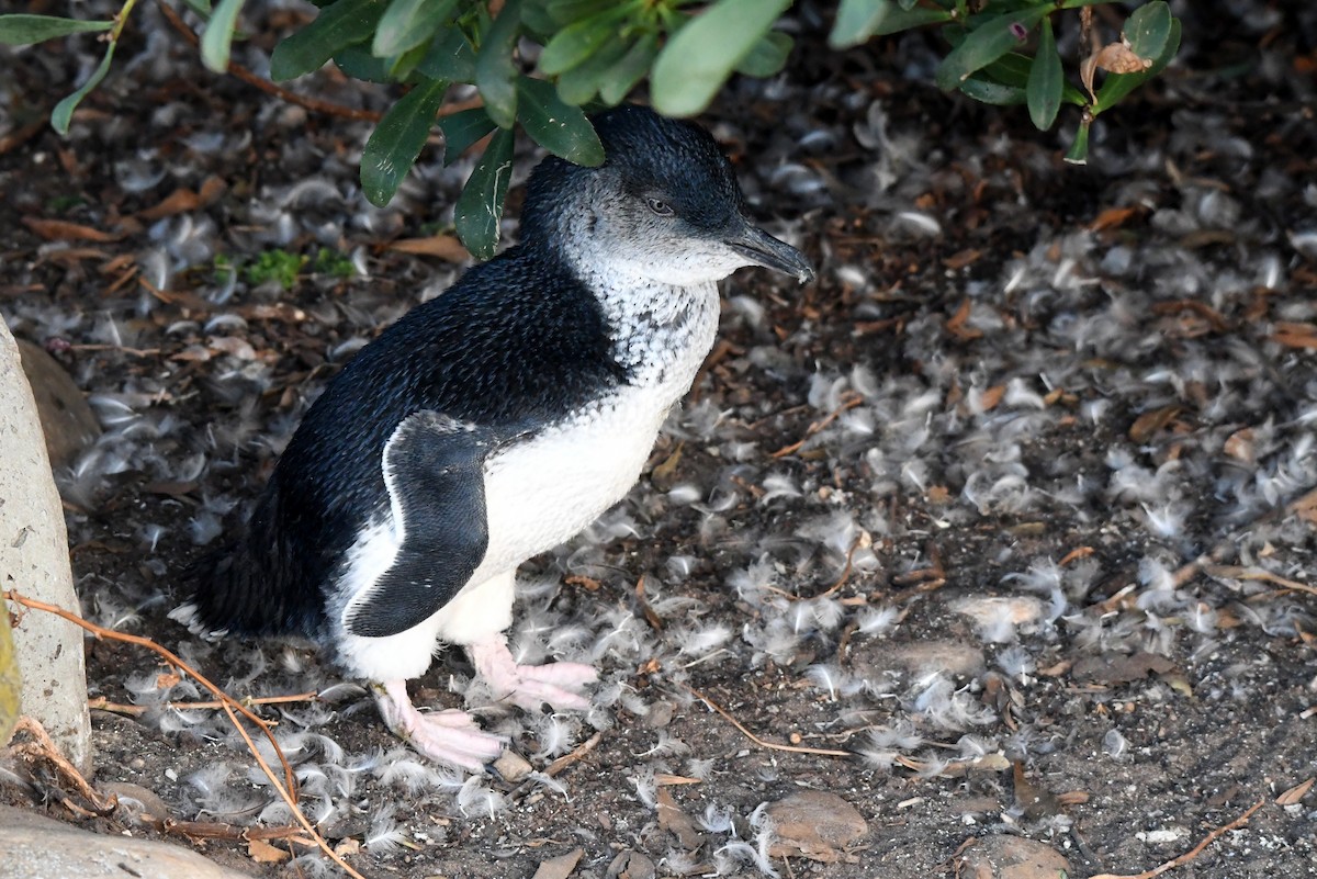 コビトペンギン - ML616641620