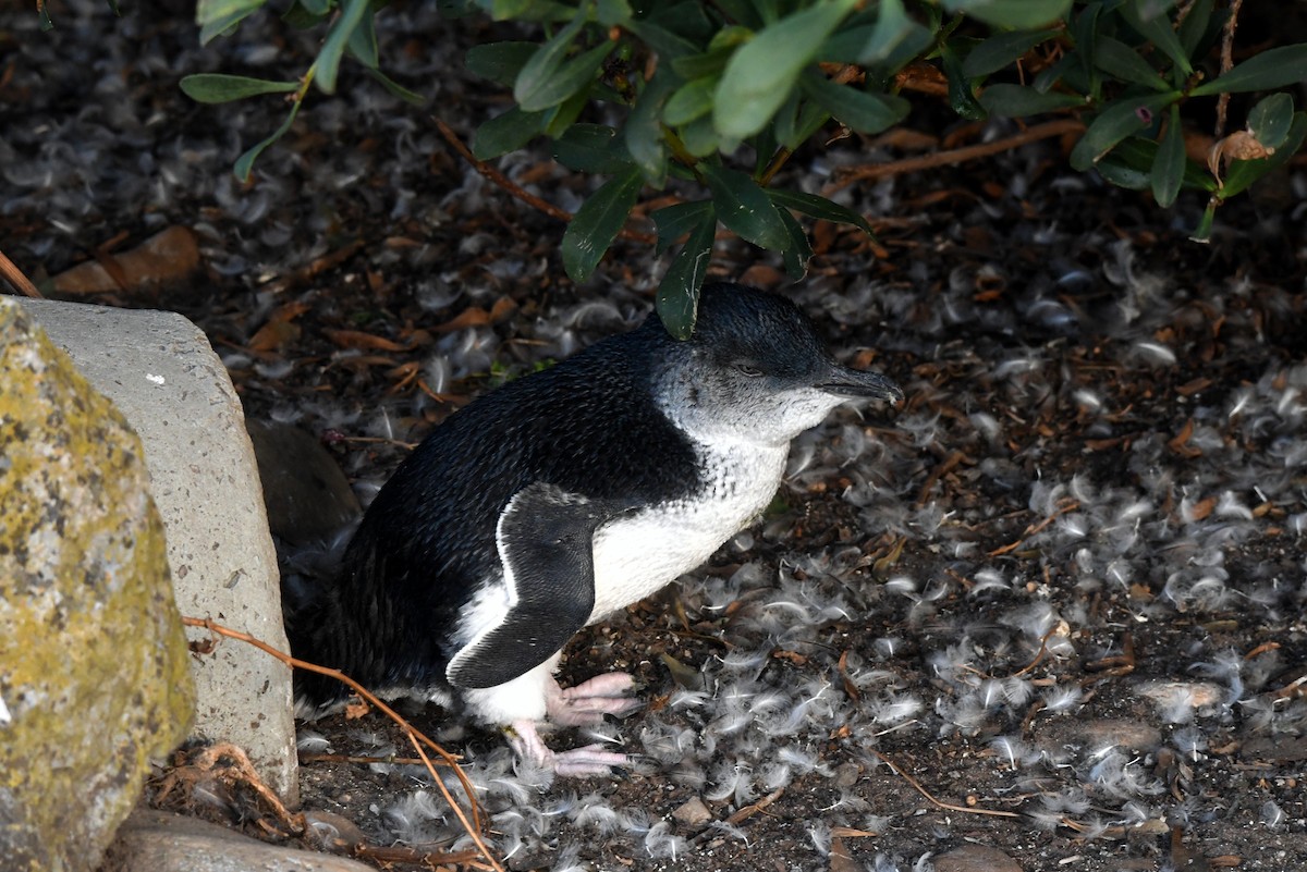Малый пингвин - ML616641625