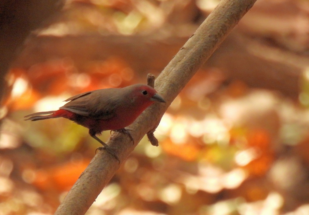 Mali Firefinch - ML616641634