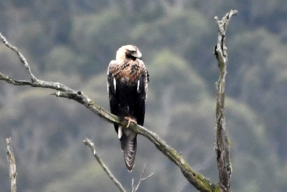 Wedge-tailed Eagle - ML616641652