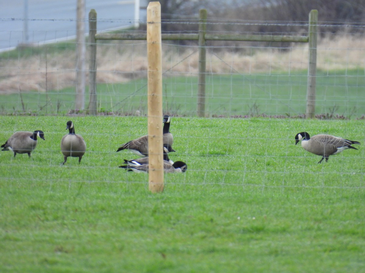 Cackling Goose (Taverner's) - ML616641653