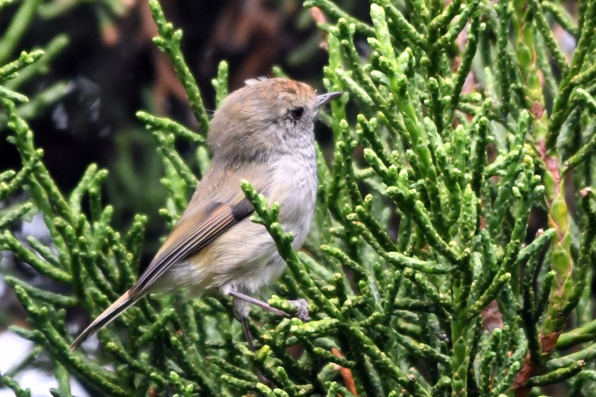 Tasmanian Thornbill - ML616641836