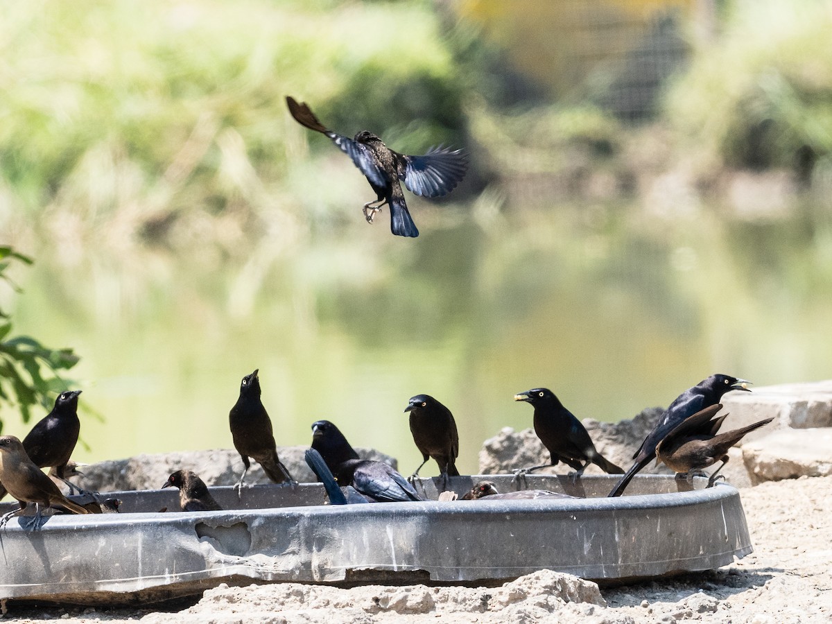 Carib Grackle - Bob Friedrichs