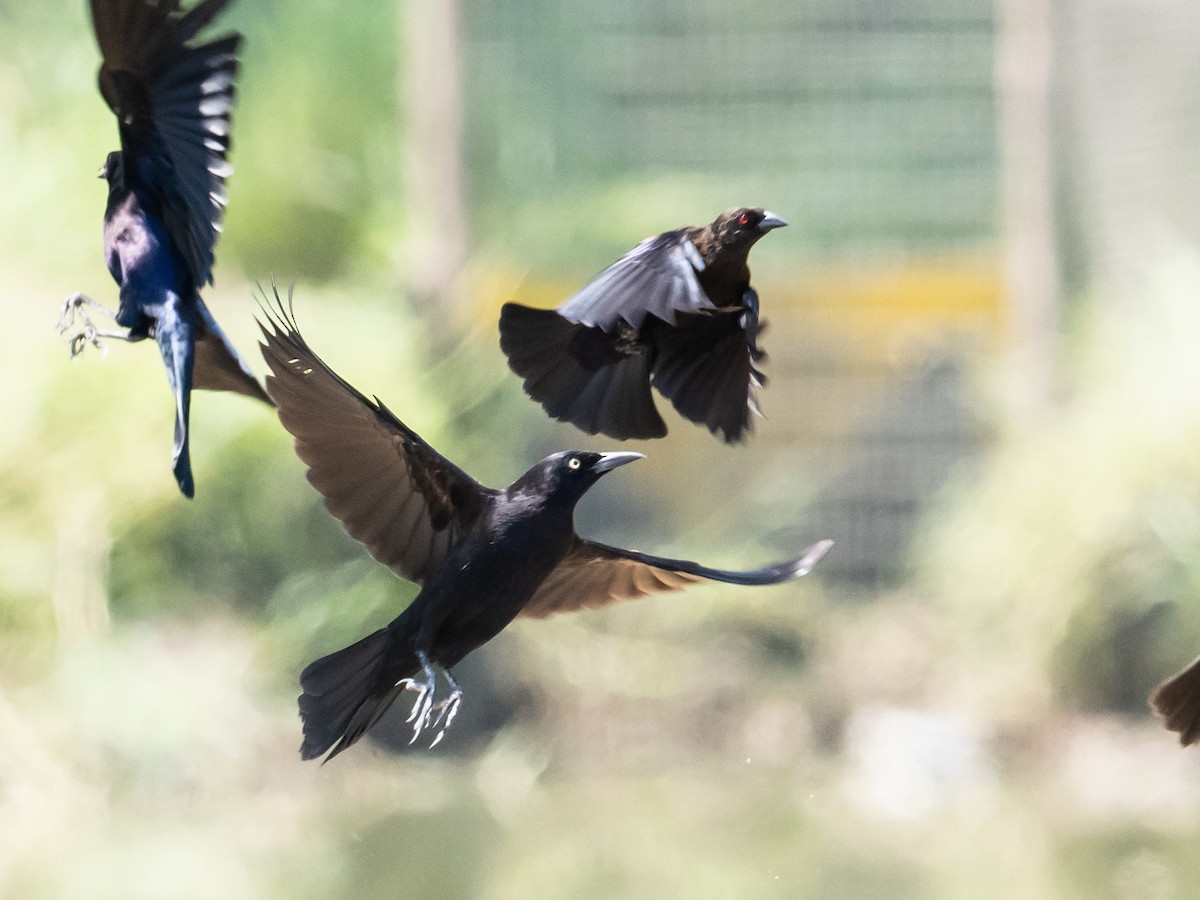 Bronzed Cowbird (Bronze-brown) - Bob Friedrichs