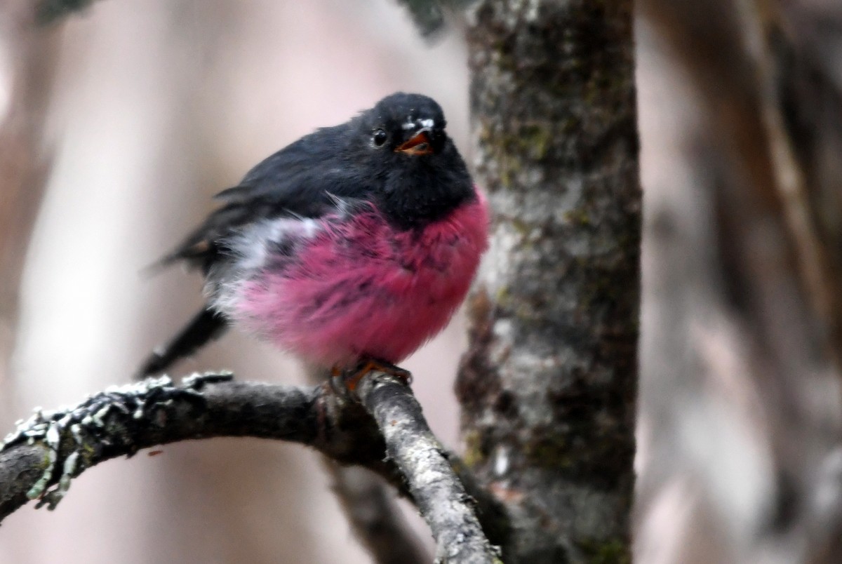 Pink Robin - ML616641863