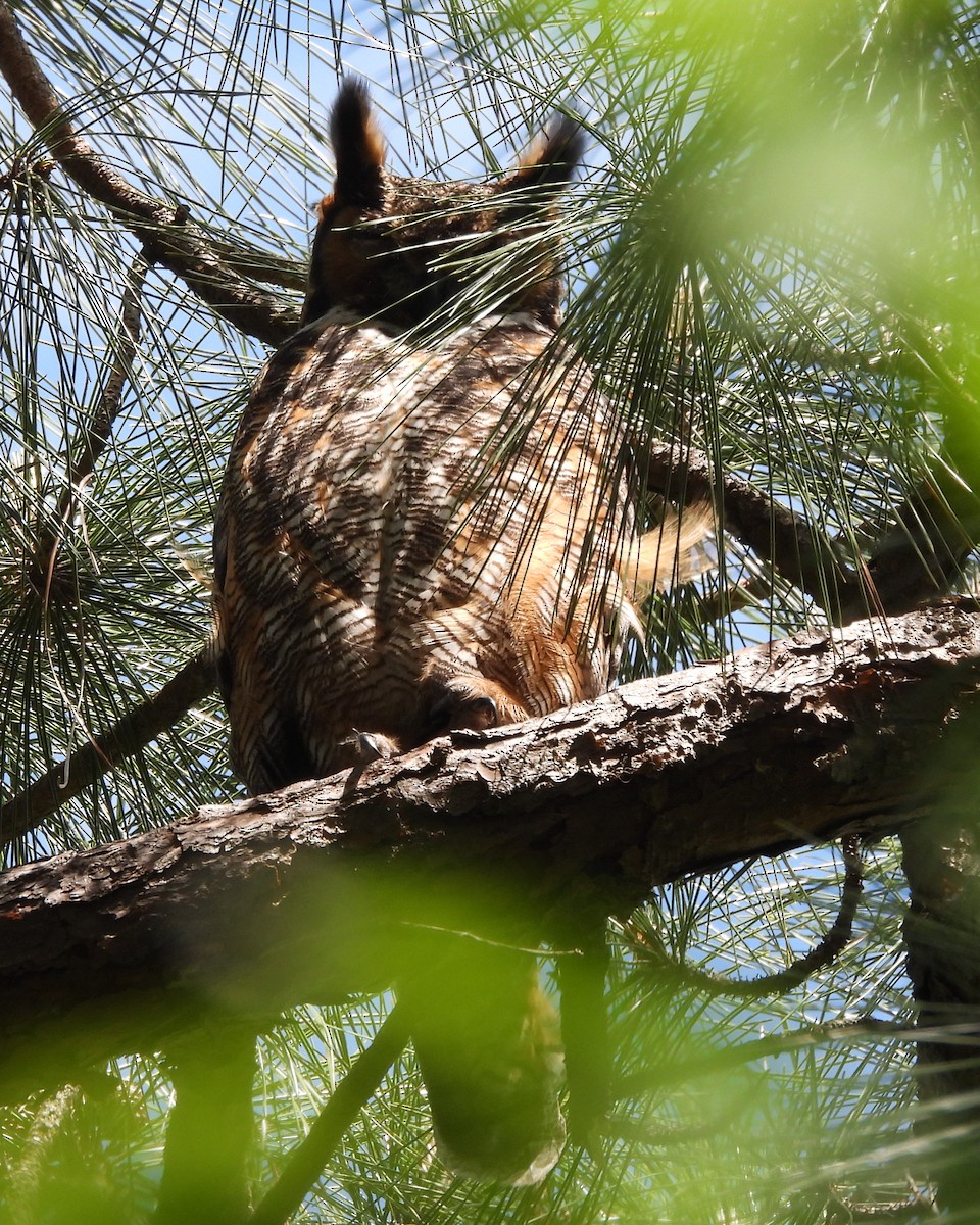 Great Horned Owl - ML616641879