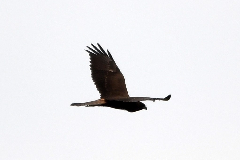 Swamp Harrier - ML616641922