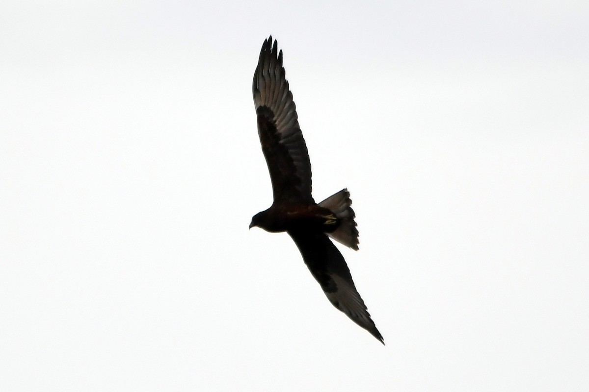 Swamp Harrier - ML616641923