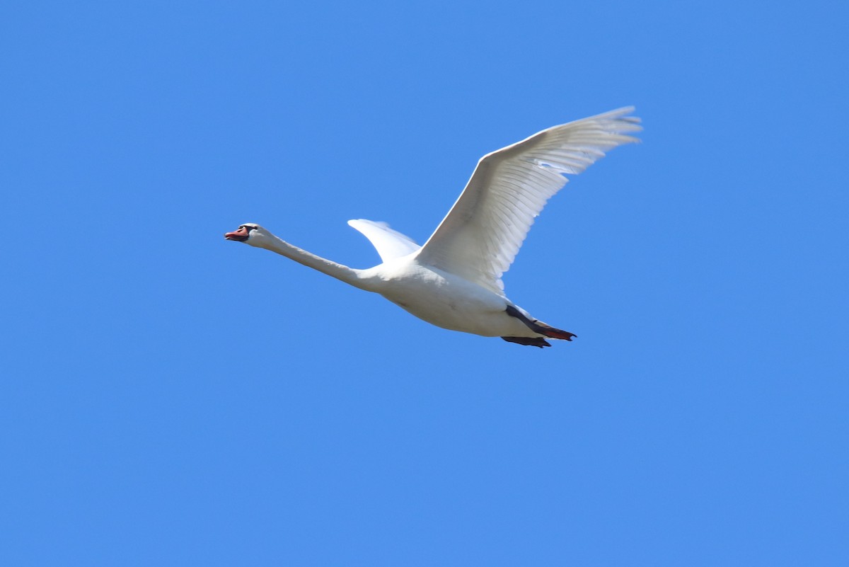 Mute Swan - ML616641944