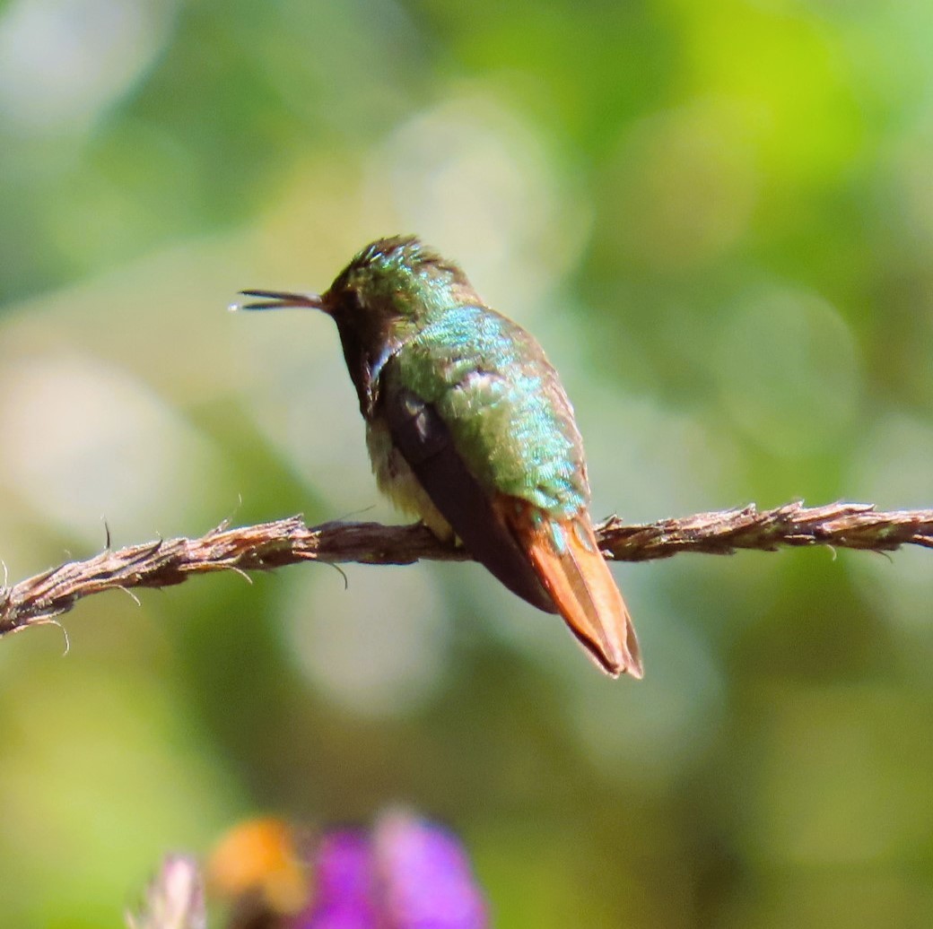 Scintillant Hummingbird - ML616641952