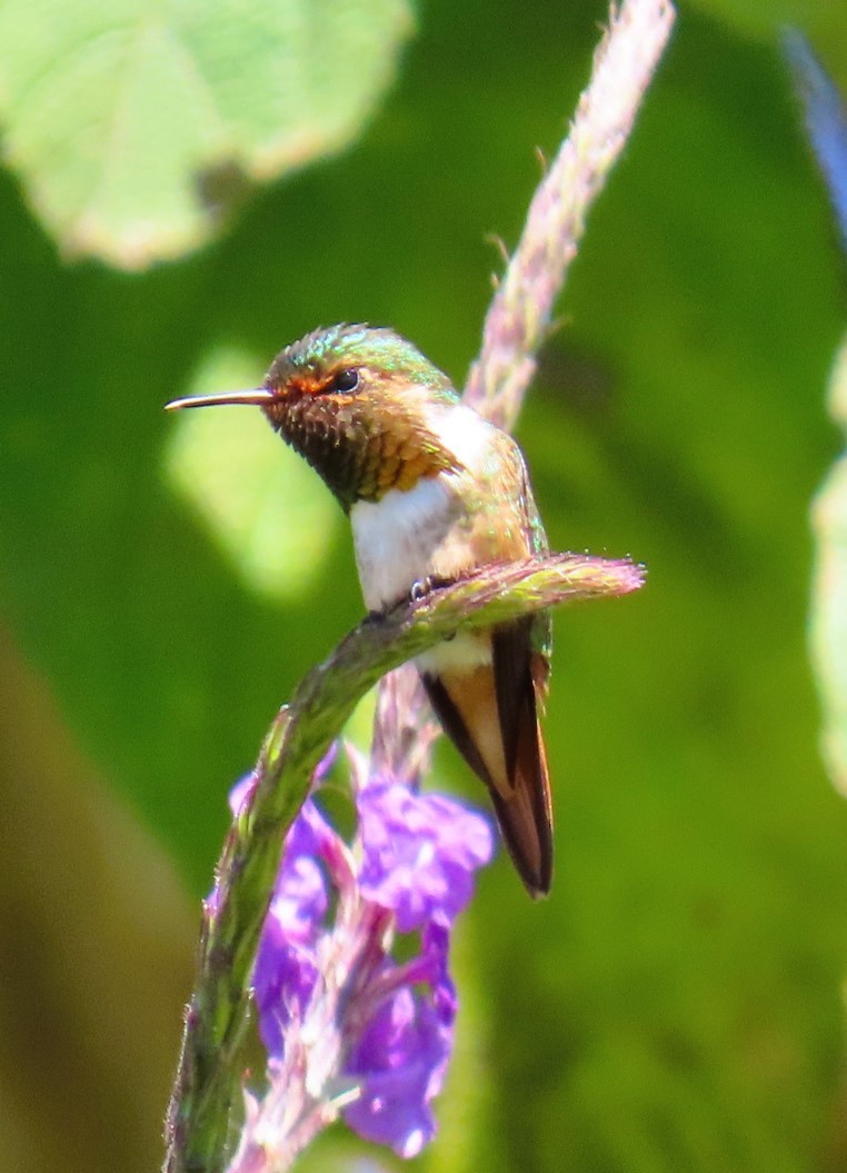 Scintillant Hummingbird - Natalie Tanner