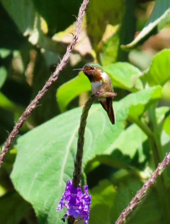 Scintillant Hummingbird - ML616641955