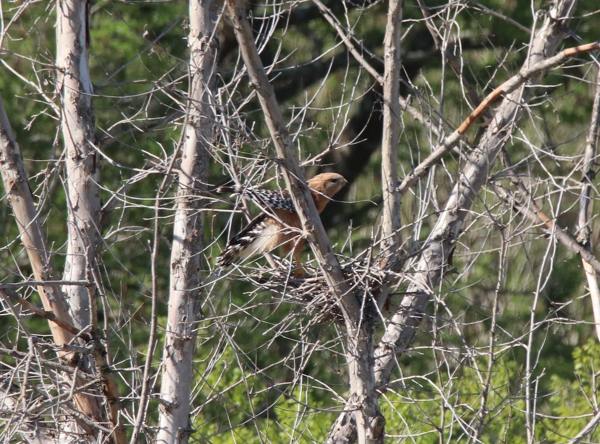 Red-shouldered Hawk - ML616641973