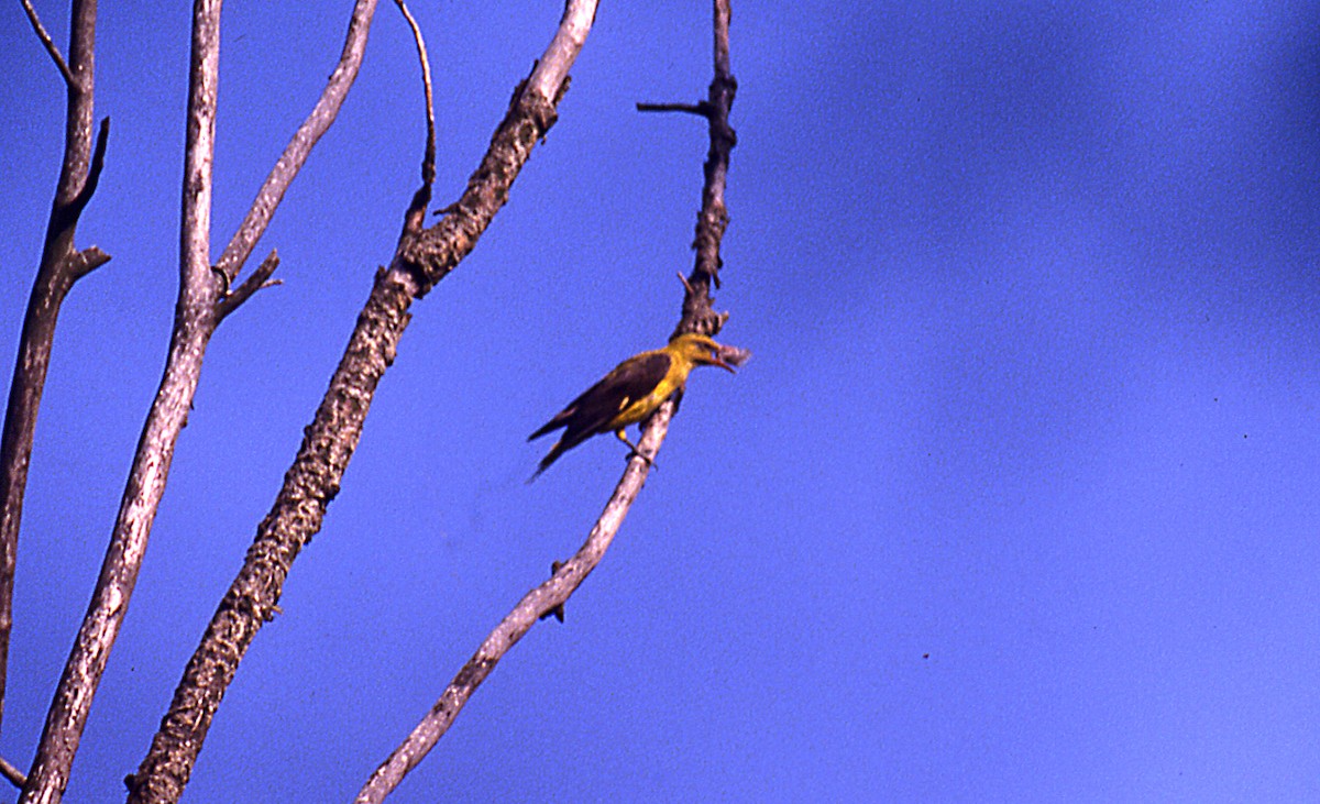 Eurasian Golden Oriole - ML616642002