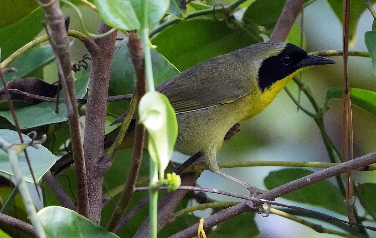 Bahama Yellowthroat - ML616642009